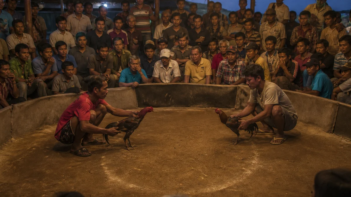 Đá gà Thomo là gì? Sân đấu, thuật ngữ và cách theo dõi